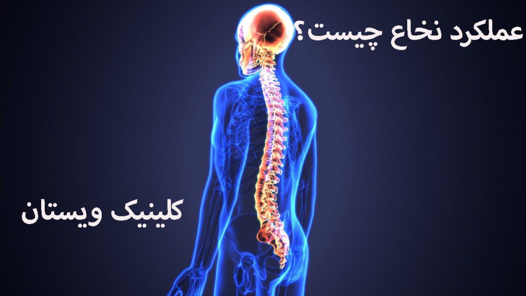 عملکرد نخاع چیست ستون فقرات و نخاع انسان- تصویر دیجیتالی است