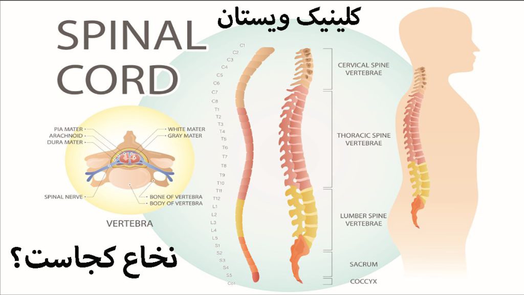 نخاع کجاست ستون فقرات انسان