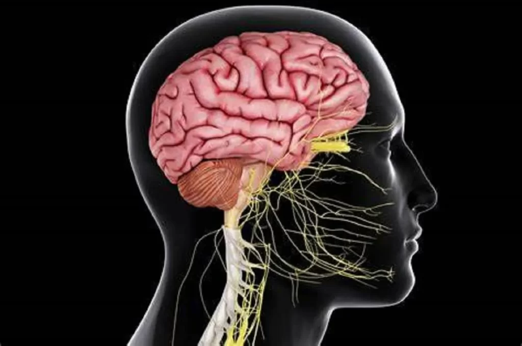 جراحی مغز و اعصاب و ستون فقرات کیست