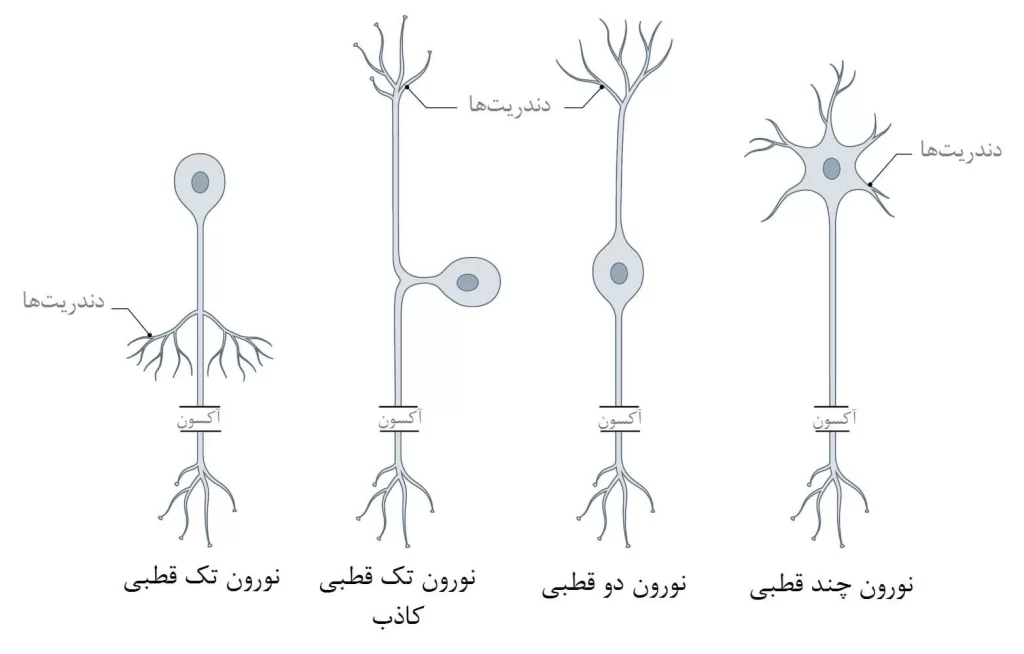 عوارض نوار عصب و عضله برای تشخیص دیسک کمر