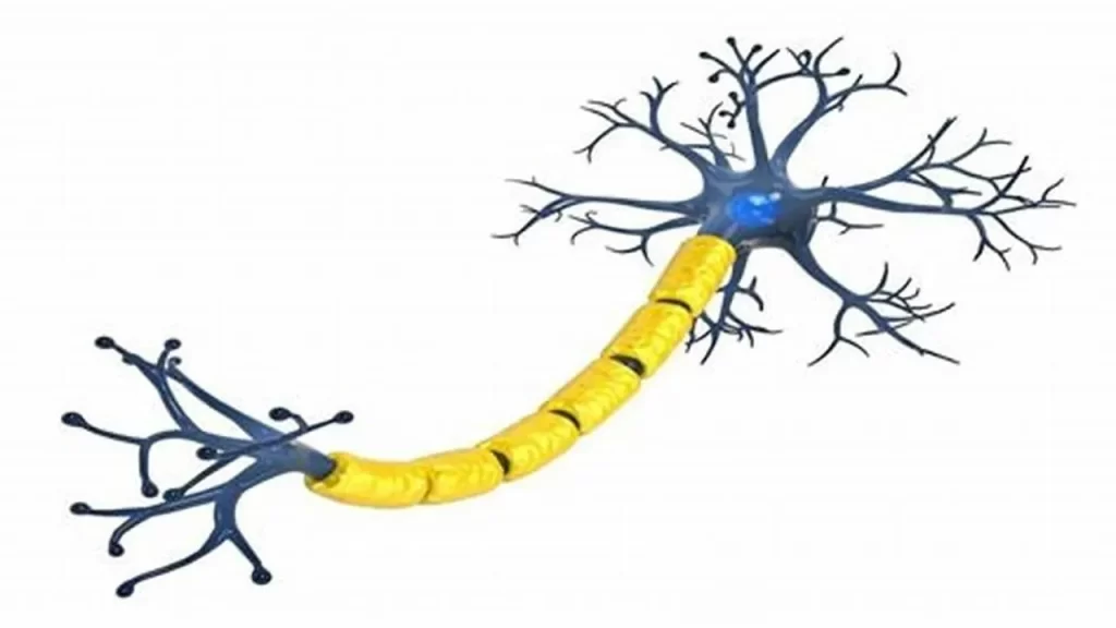 تفاوت جراح مغز و اعصاب با متخصص مغز و اعصاب چیست؟